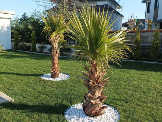 kardelencicekpeyzaj (18)